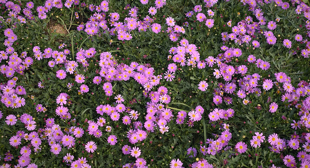 粉色雏菊在花园里，照片特写图片下载