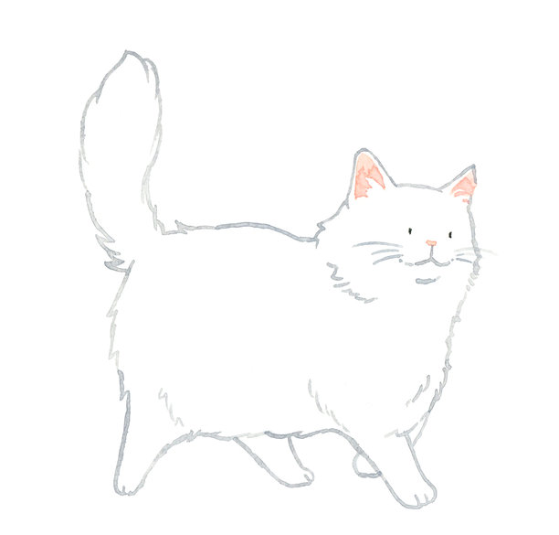 一只白色的长毛猫在行走。手绘水彩宠物和动物插画素材。图片下载