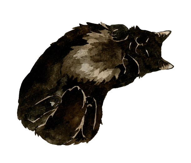 一只露出肚皮睡觉的黑色长毛猫。手绘水彩宠物动物插画素材。图片下载