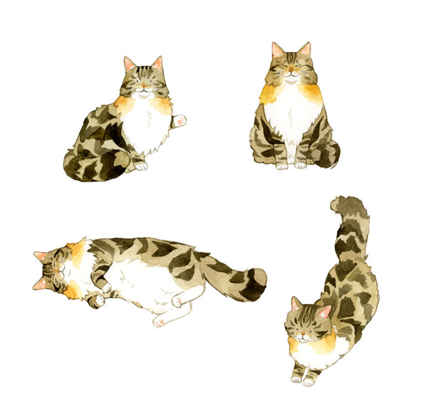 挪威森林猫系列。手绘水彩宠物和动物插画素材。图片下载