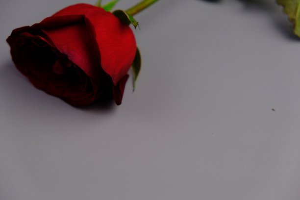 红色玫瑰在空白背景上，留有文字空间，用于浪漫和情人节爱情概念图片下载