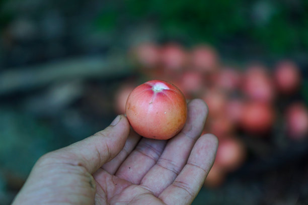 手持新鲜野生浆果，置身于自然森林之中图片下载