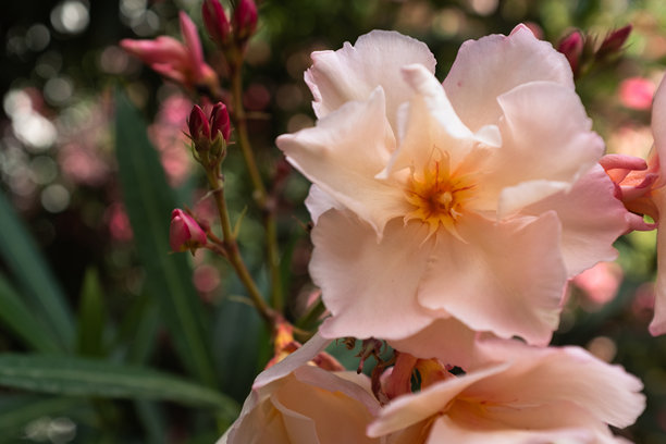 盛开的夹竹桃，粉色花朵，特写。适合出版物、海报、日历、帖子、屏幕保护程序、壁纸、封面、网站的花卉背景。高质量照片图片下载