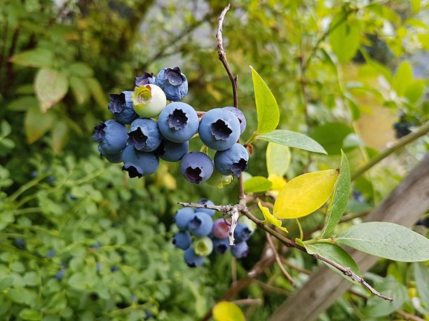 灌木丛中的野生蓝莓，背景为柔和的自然绿色图片下载