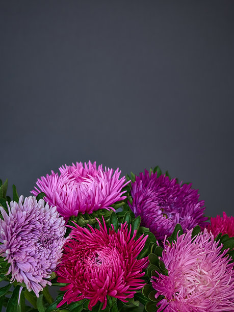 深色背景上盛开的紫菀花秋季花束。特写照片，留有复制空间。图片下载