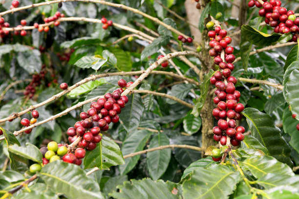 哥斯达黎加咖啡树上的咖啡豆图片下载