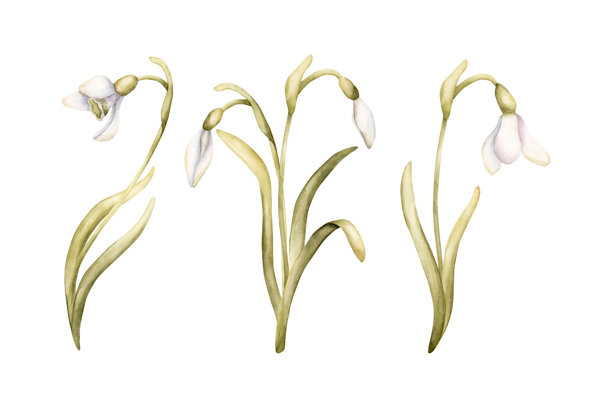 雪滴花春季球茎花卉。手绘水彩花卉插画，孤立在白色背景上，适用于复活节、妇女节。图片下载