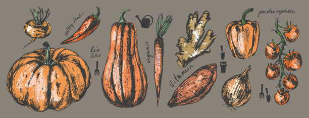 手绘彩色墨水食物插画。橙色蔬菜。南瓜、冬南瓜、红薯、洋葱、番茄、生姜、胡萝卜、彩椒、芜菁、辣椒草图集。图片下载