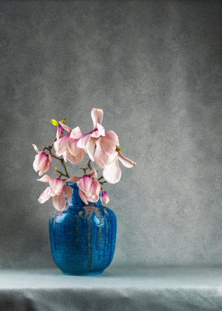粉色玉兰花插在蓝色花瓶中，背景为灰色。优雅的插花静物，具有极简的春季美学和可供文字复制的空间。图片下载