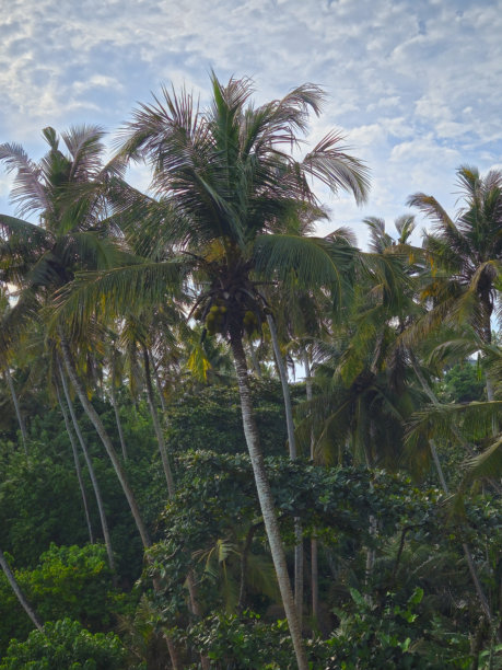 几棵椰子树和傍晚的天空组成的垂直照片。斯里兰卡丛林。椰子树。图片下载