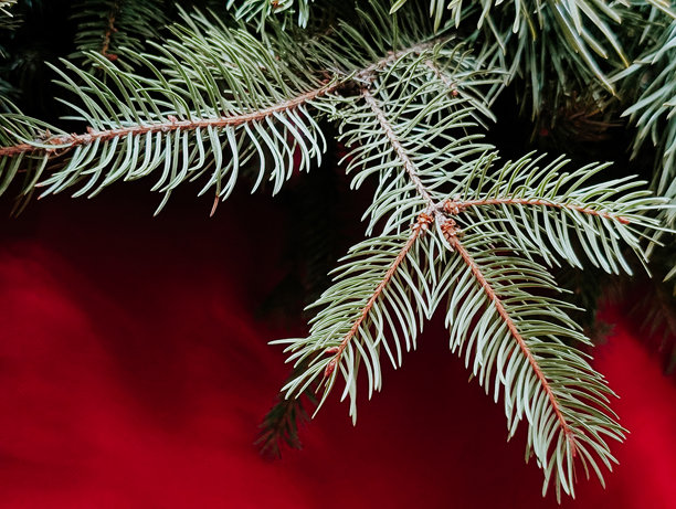 鲜绿的云杉枝条，背景为鲜艳的红色，并留有复制空间图片下载