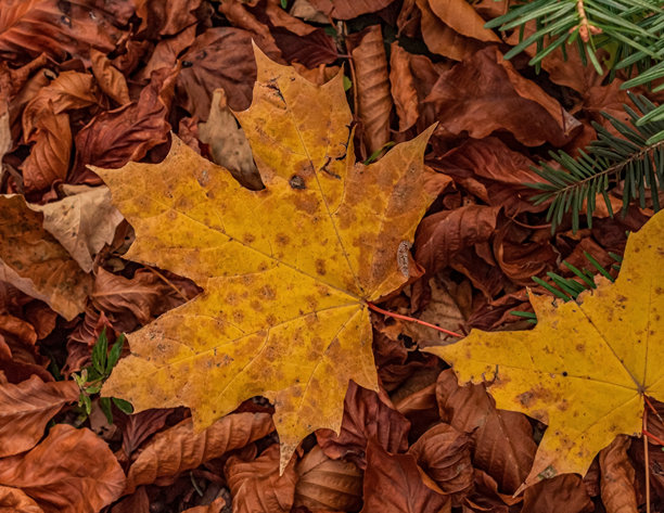 微距照片，动物，自然 - 欧洲，东欧图片下载