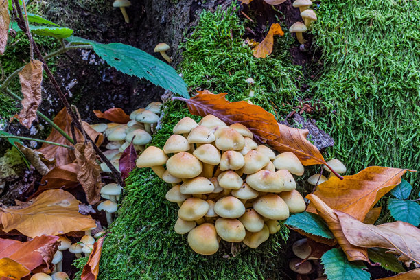 宏观照片，动物，自然 - 欧洲，东欧图片下载