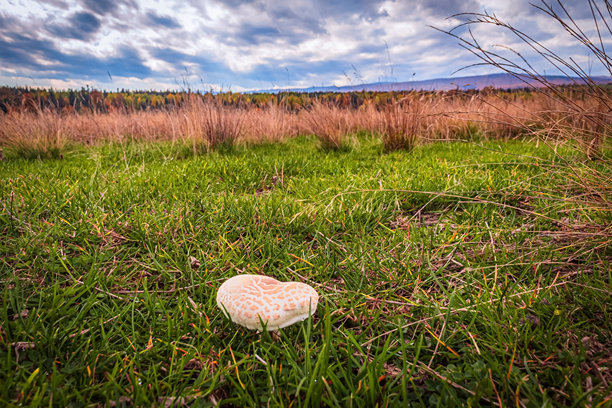微距照片，动物，自然 - 欧洲，东欧图片下载