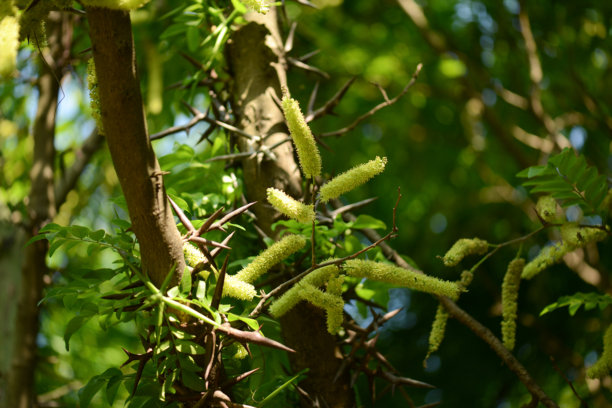 豆科（Fabaceae）的皂荚（Gleditsia sinensis Lam.）是一种落叶乔木，具有粗壮的圆柱形棘刺和直的豆荚。这是在现场拍摄的真实光学照片。图片下载