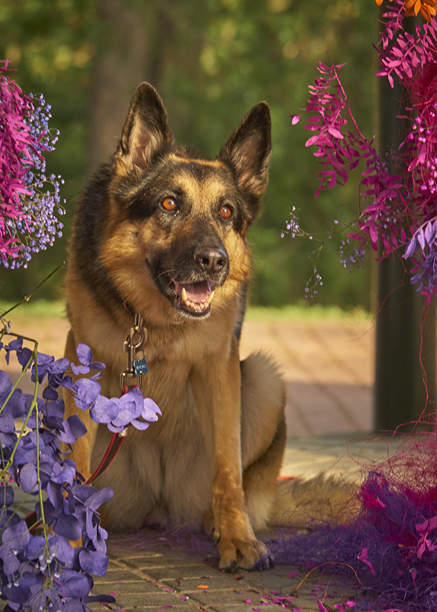 公园里的德国牧羊犬。户外照片。图片下载