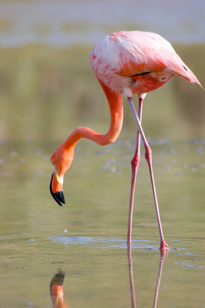 一群美丽的粉红火烈鸟在浅浅的海水中嬉戏觅食，构成了一幅宁静而优雅的野生动物景象。图片下载