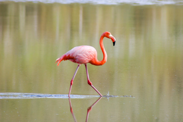 粉色的火烈鸟在浅海水中嬉戏觅食，构成一幅宁静而优雅的野生动物景象图片下载