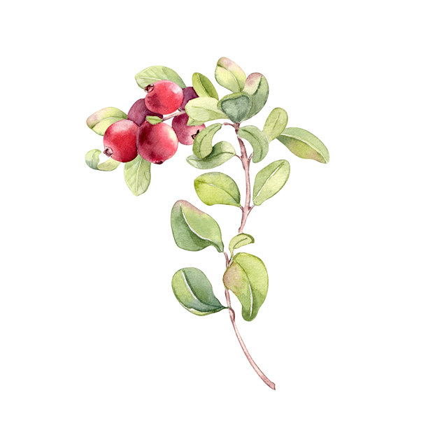 水彩风格的越橘枝，带有红色的浆果和绿色的叶子，孤立在白色背景上。用于食品、自然和健康饮食概念的植物插画。手绘的北方酸浆果植物。图片下载