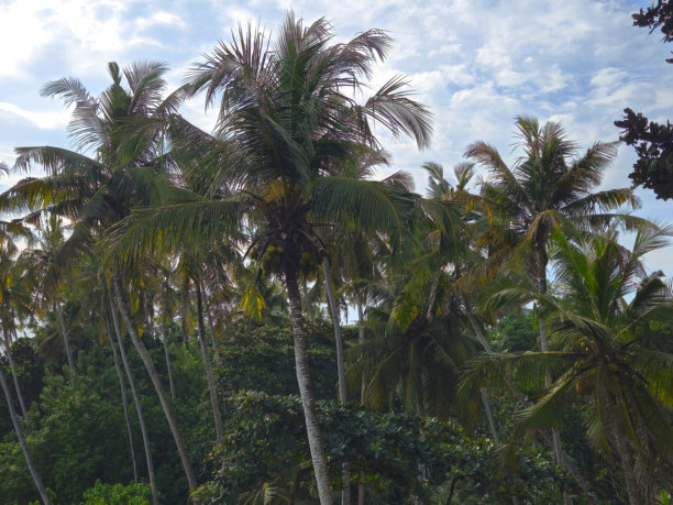 斯里兰卡丛林中，几棵椰子树和傍晚的天空的全景照片。椰子树。图片下载