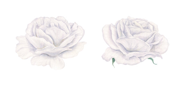 盛开的白色玫瑰花头水彩插画，孤立在背景上。花朵采用冷云色调剪贴画。用于宗教或哀悼印刷产品的盛开花园玫瑰。图片下载