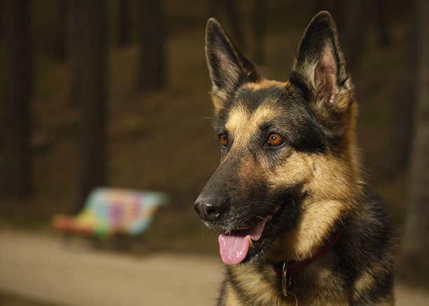 德国牧羊犬在公园里。户外照片。图片下载