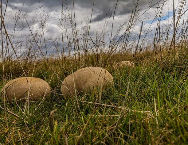 宏观照片，动物，自然 - 欧洲，东欧图片下载