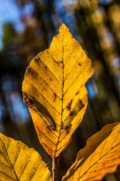 微距照片，动物，自然 - 欧洲，东欧图片下载