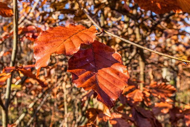 宏观照片，动物，自然 - 欧洲，东欧图片下载