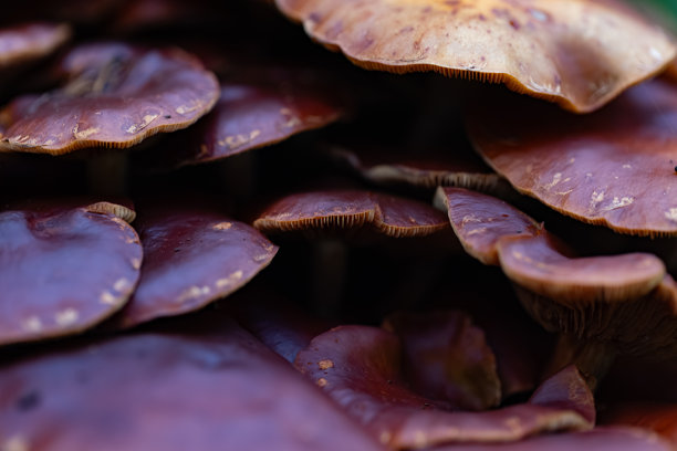 阿拉斯加州野生蘑菇生长景象图片下载