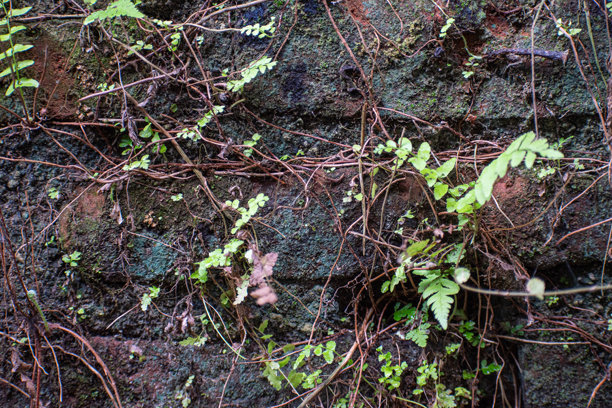 一堵长满苔藓的古老砖墙的特写，上面覆盖着爬藤和小型绿色蕨类植物图片下载