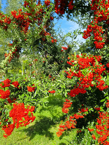 秋日蓝天下的火棘红色浆果簇，枝头绿叶相伴。竖幅照片。图片下载