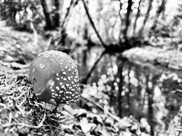 森林地面上的野生蘑菇图片下载