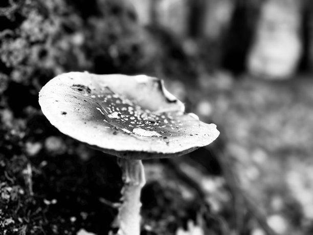 特写镜头下的野生蘑菇真菌图片下载