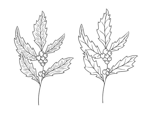 十二月生日花冬青，单色风格的线条艺术矢量图集。手绘植物插画。描绘个性、极简主义和纹身设计的花卉草图。图片下载