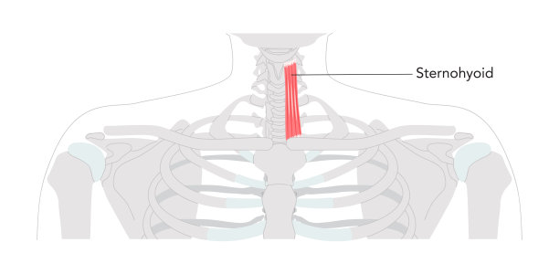 胸骨舌骨肌 - 喉部肌肉解剖图，用于降低喉软骨，对喉部很重要图片下载