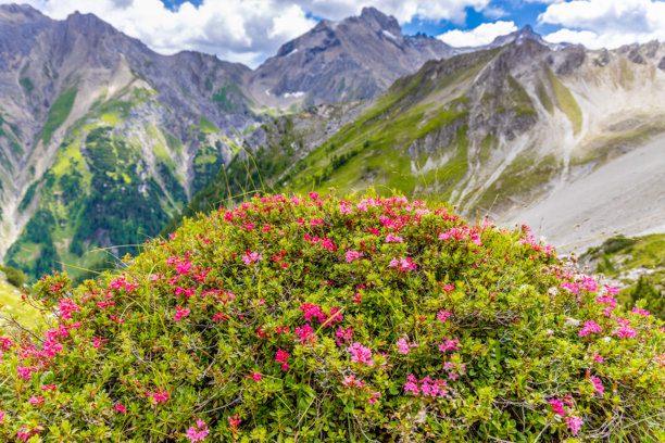 奥地利西部兰德克和扎姆斯阿尔卑斯山的山地景观，有陡峭的阿尔卑斯山峰和森林覆盖的山坡图片下载