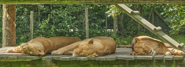 南非开普敦，狮子在木制平台上休息，这是开普省宁静的野生动物时刻，适合自然、动物园和放松主题图片下载