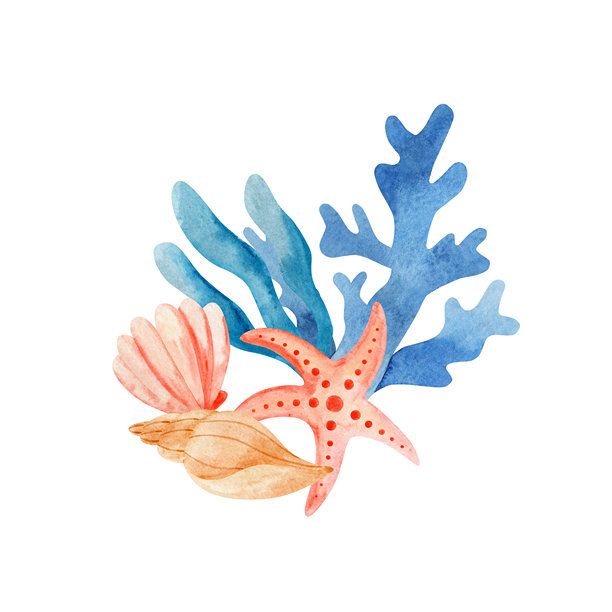 海螺和海藻，星星水彩插画构图。图片下载