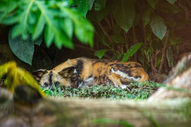 濒危的哥伦比亚野生动物图片下载
