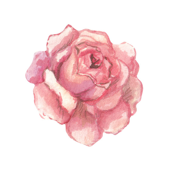 粉色玫瑰的水彩插画。温馨浪漫的花卉概念，采用柔和的粉彩色调，非常适合情人节、爱情主题设计、婚礼、贺卡和印刷品。图片下载
