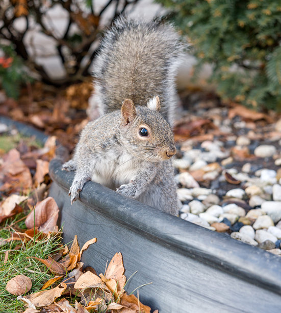 秋季，一只灰松鼠坐在花园的边界上，特写野生动物照片图片下载