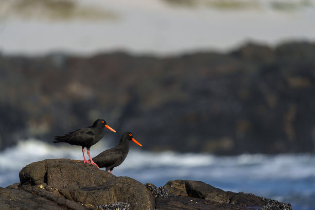 非洲蛎鹬（Haematopus moquini）栖息在南非西开普省西海岸伊泽尔弗龙坦的海岸岩石上。这是一张适合自然、观鸟、旅行和海洋主题的鸟类照片。图片下载