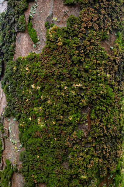 树皮上的绿色苔藓，色彩缤纷的照片。图片下载