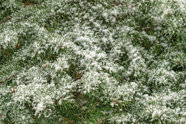 覆盖着雪的云杉树枝特写照片图片下载