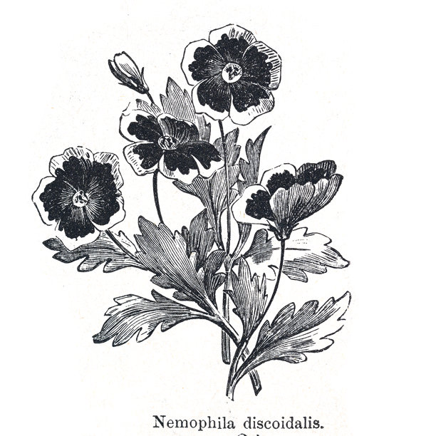 19世纪植物学插画：黑花报春花（Nemophila discoidalis）在白背景下的研究图片下载