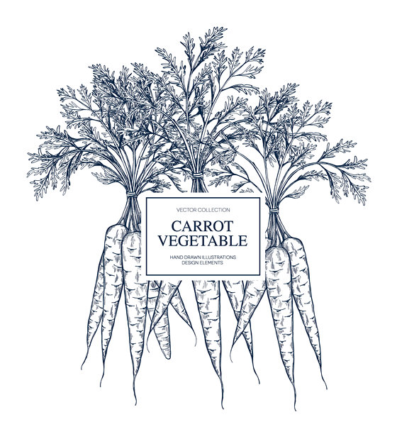 胡萝卜植物手绘，孤立的矢量插画横幅。健康食品。贺卡模板、餐厅菜单或包装、Logo海报、印刷品。胡萝卜铅笔画。雕刻风格图片下载
