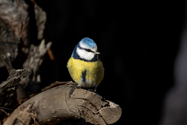 蓝冠山雀鸟类照片图片下载