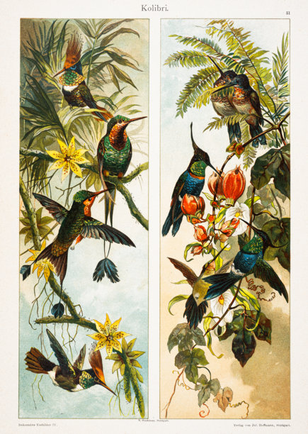 1890年古董自然历史插画，描绘了热带花卉间的蜂鸟图片下载