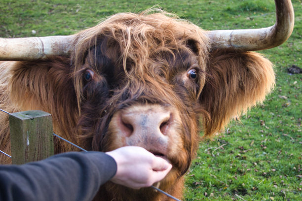 苏格兰自然风光与动物图片图片下载